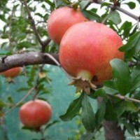 供應(yīng)獨(dú)桿石榴樹