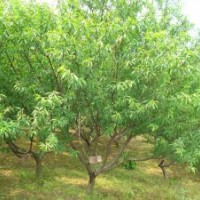 供應(yīng)桃樹(shù)苗大量