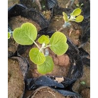 供應(yīng)金艷獼猴桃嫁接苗