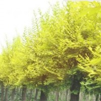 宜昌金葉榆樹苗|弘源苗木|金葉榆樹苗價(jià)格