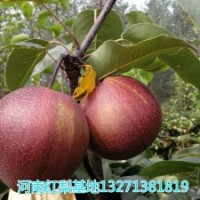 梨樹苗品種介紹 梨樹苗批發(fā)基地 河南梨樹苗