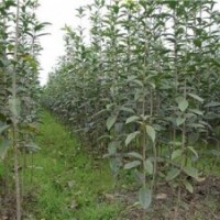 安慶市丹桂苗_利源桂花_丹桂苗木價(jià)格