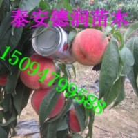 永蓮蜜桃苗永蓮蜜桃樹(shù)苗價(jià)格