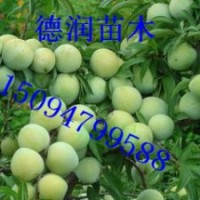 青脆李子苗 青脆李子樹(shù)苗價(jià)格