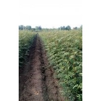 大量供應(yīng)花椒苗，哪里有大紅袍花椒苗，大紅袍花椒苗產(chǎn)地，直銷