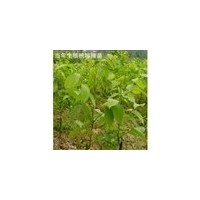 供山西山楂苗大金星大五棱蘋果苗杏樹苗1-6公分