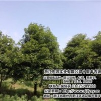 廣東紅楠|十里豐農(nóng)場有口皆碑|紅楠供應(yīng)