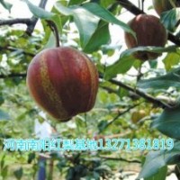 梨樹苗批發(fā) 梨樹苗價格 河南新品種梨樹苗