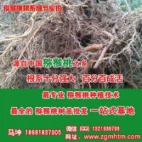 獼猴桃樹苗采購、獼猴桃苗、坤威獼猴桃苗(多圖)