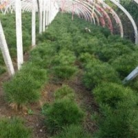 泰安白皮松樹苗_白皮松_平盛苗圃(多圖)