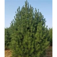 泰安1米白皮松價格|白皮松|平盛苗圃(查看)