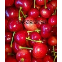山東大櫻桃苗基地直銷