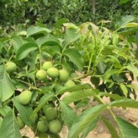 8518核桃苗木廠家、南陽(yáng)8518核桃苗木、洛林苗圃