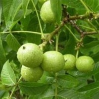 陜西8518核桃苗木_洛林苗圃_8518核桃苗木培育基地