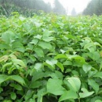 8518核桃苗木種植技術(shù)_江蘇8518核桃苗木_洛林苗圃