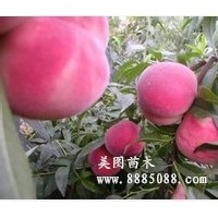 晚熟大果桃樹(shù)苗--大果雪桃王樹(shù)苗