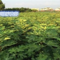 無花果苗種植基地、金華無花果苗、小葉無花果繁育基地(查看)