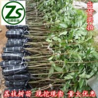 荔枝樹苗、妃子笑、桂味、荔枝苗