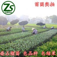 臺灣珍珠番石榴 紅心番石榴