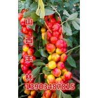 鈣果好吃嗎鈣果多少錢一斤鈣果種植資料技術(shù)前景如何