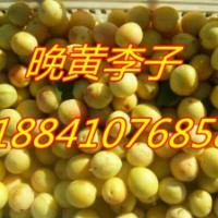 出售抗寒櫻桃苗,雞心果苗