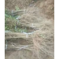 1.5----2公分河陰軟籽石榴樹(shù)苗