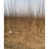 綠化供應(yīng)基地，供應(yīng)柿子樹，山楂樹，核桃樹，杏樹，梨樹，蘋果樹