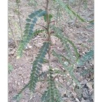 成都皂角刺,洛陽李鐵梁苗木,皂角刺種植技術(shù)