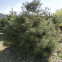 白皮松、瀅涵苗木中心、白皮松價格