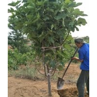 威海的無花果樹，綠化用，威海黑松苗木