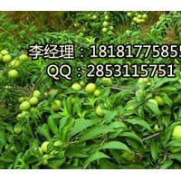 內(nèi)江脆紅李，內(nèi)江脆紅李基地，內(nèi)江嫁接脆紅李