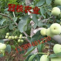 山東淄博核桃苗供應(yīng)