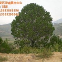 白皮松一米|白皮松|瀅涵苗木中心(查看)