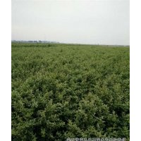 石榴_富民林果_石榴樹(shù)