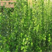 北海道黃楊,瀅涵苗木中心,北海道黃楊扦插