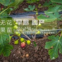 浙江金華無花果基地|【惠星農