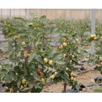 棗樹苗基地 棗樹苗批發(fā)價(jià)格 1公分棗樹苗價(jià)格