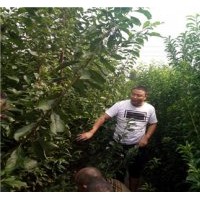 青脆李苗，脆紅李苗，蜂糖李苗，李子苗供應(yīng)基地