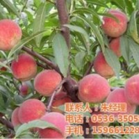 映霜紅桃苗|桃苗|華益苗木(查看)