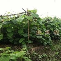 精品果園,獼猴桃苗