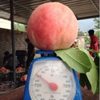 晚熟桃苗，冬桃苗，晚熟桃苗價格，晚熟桃苗基地