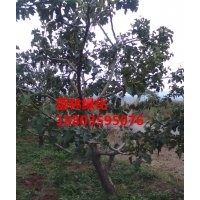 供應10-15公分山楂樹價格