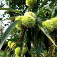 臨沂興旺苗木繁育合作社供應(yīng)板栗苗