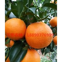 湖南大雅1號(hào)雜柑新品種 晚熟高糖無核大雅柑橘嫁接苗