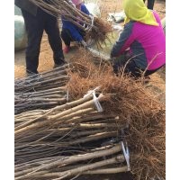 供應(yīng)山東煙臺(tái)櫻桃樹2cm地徑品種齊全