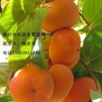 供應(yīng)精品甜柿苗