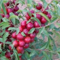 鈣果苗 花椒苗 蘋果苗