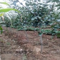 3公分4公分山楂樹大量出售