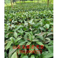 黑老虎優(yōu)選苗批發(fā)