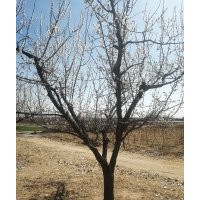 經(jīng)營山楂樹，梨樹，桃樹，蘋果樹，柿子樹，核桃樹，李子樹，杏樹